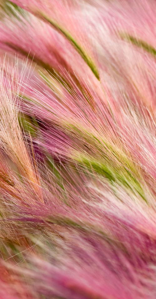 Zoom: foxtail-barley.jpg