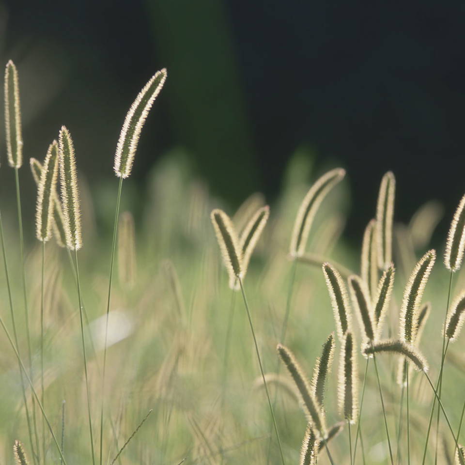 Zoom: bristle-grass.jpg